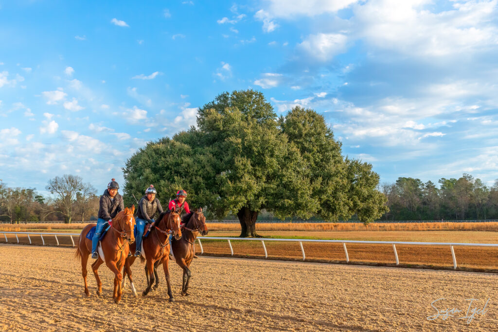 Three horses on the Aiken Training Track with Blue Peter's Tree in the background. 