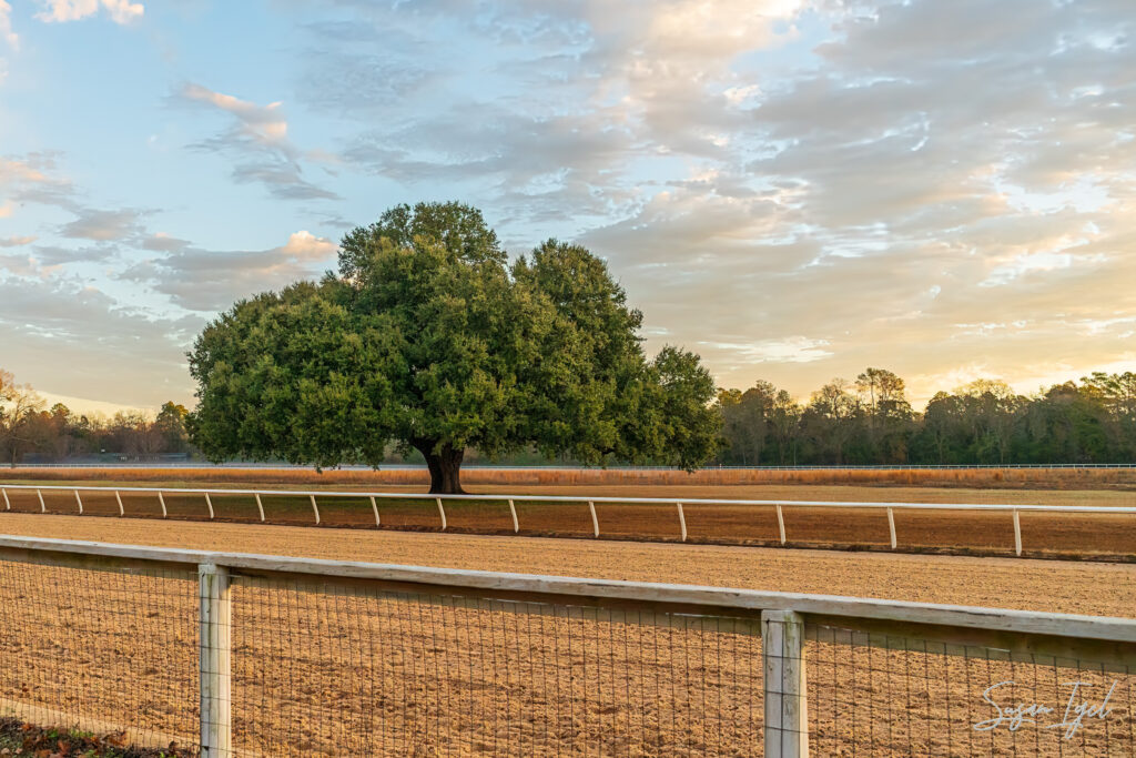 A beautiful live oak tree stands in the infield of the Aiken Training Track. Underneath, Blue Peter, a champion thoroughbred who trained at the track, is buried. Early morning clouds clutter the sky as the sun peeks over the horizon.